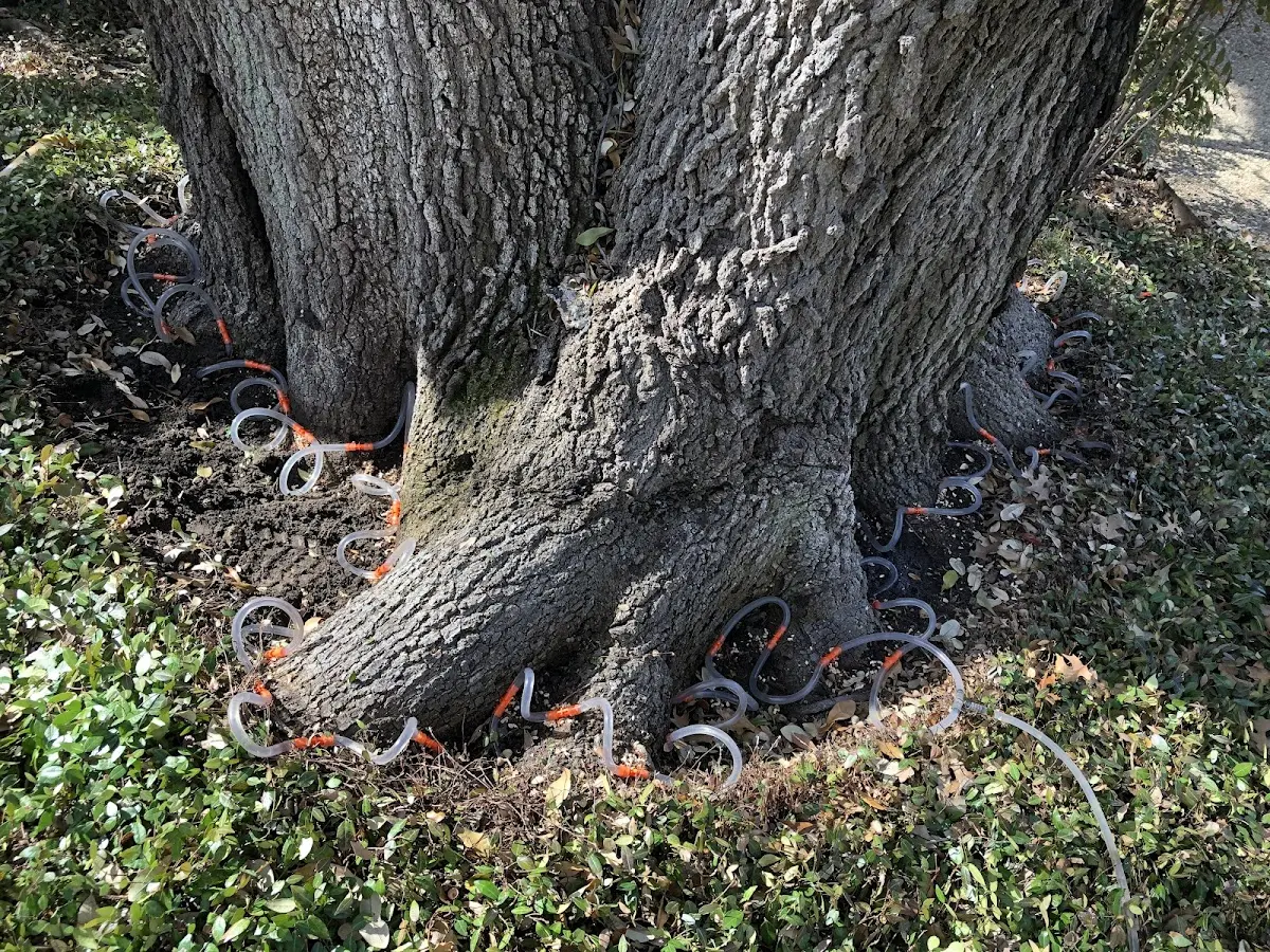 Detailed Tree Cabling and Bracing job site in Lutherville Timonium