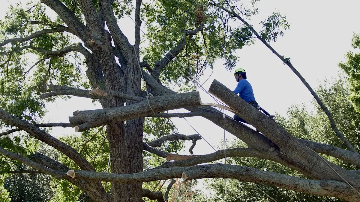 Professional Crown Thinning performed by certified arborists in Lutherville Timonium