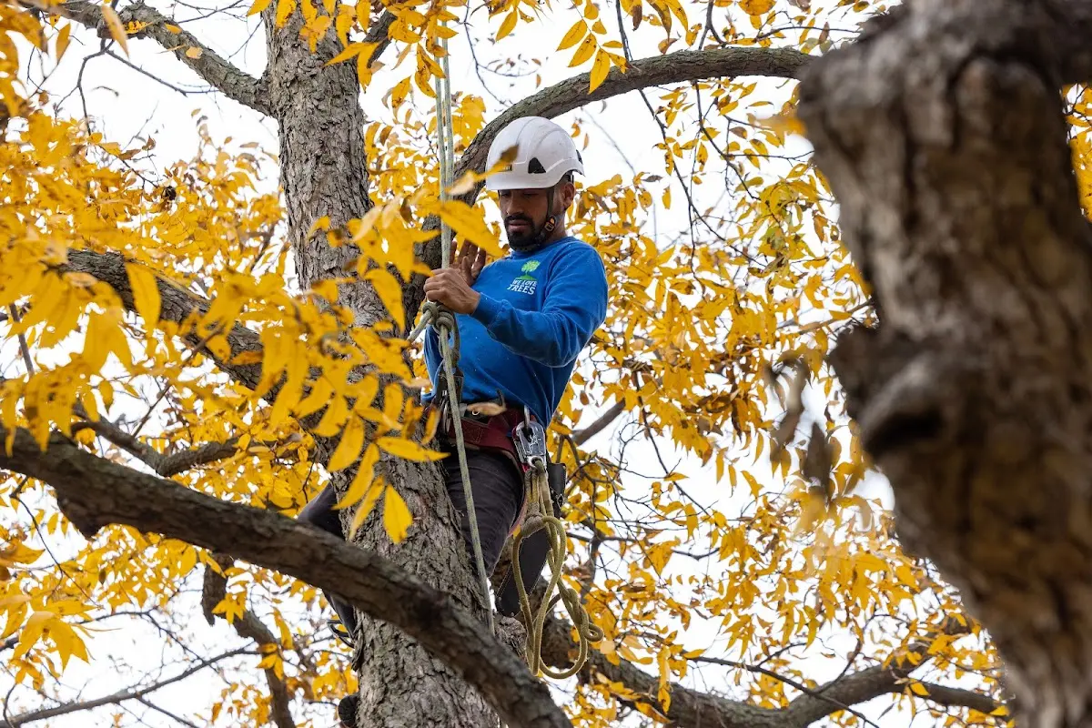 Skilled Tree Pruning crew working in Lutherville Timonium
